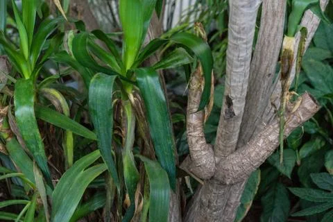 Leaf and tree trunk from yucca elephantipes agavaceae from mexiko and guatemala Foto stock