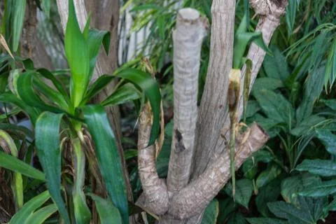 Leaf and tree trunk from yucca elephantipes agavaceae from mexiko and guatemala Stock Photos