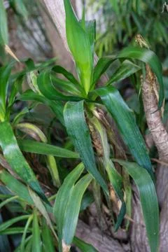 Leaf and tree trunk from yucca elephantipes agavaceae from mexiko and guatemala Stock Photos