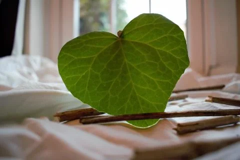 Leaf and twigs with back lighting Stock Photos