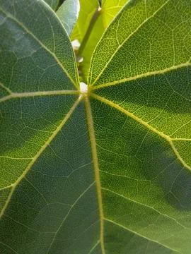 Leaf and veins Stock Photos