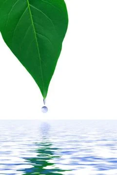 Leaf and water drop Stock Illustration