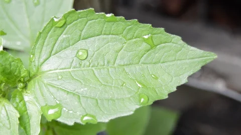 Leaf and Water Drops Stock Footage 99117218