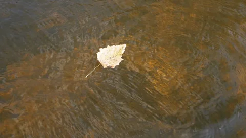 Leaf and Water Drops Stock Footage 293278248