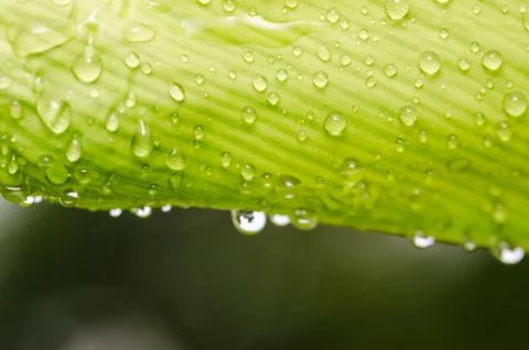 Leaf and water drops Stock Photos