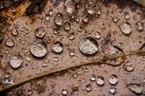 Leaf and water drops Stock-Fotos