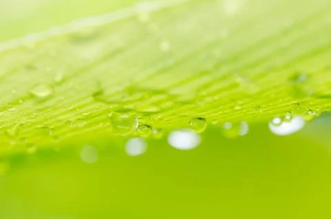 Leaf and water drops Stock Photos