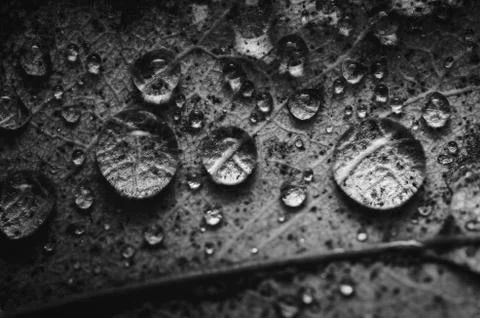 Leaf and water drops Stock-Fotos
