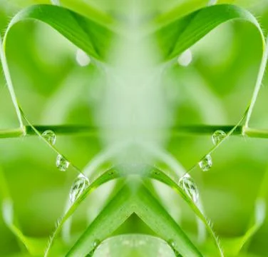 Leaf and water drops Stock Photos