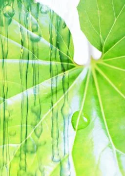 Leaf and water flow Stock Photos