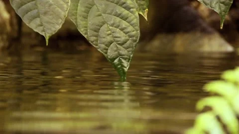 Leaf and Water 스톡 동영상 219866528