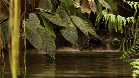 Leaf and Water 스톡 동영상 219866963