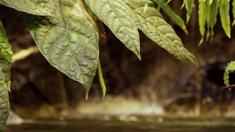 Leaf and Water 스톡 동영상 219867097