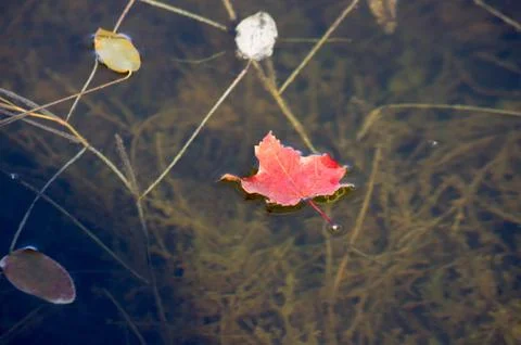 Leaf and water Stock Photos