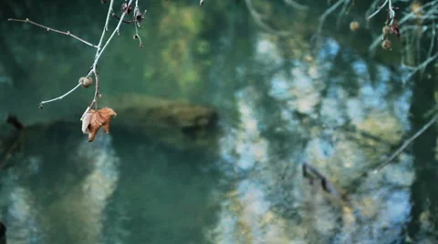 Leaf and water stream Stock Footage 1060584