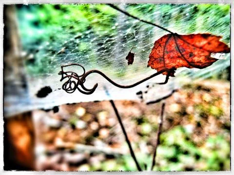 Leaf and Web Stock Photos