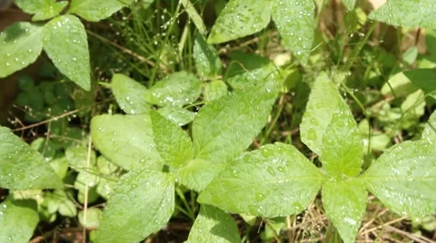 Leaf and wind Stock Footage 53575769