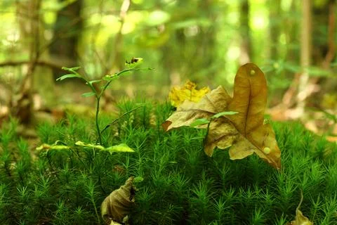Leaf and young tree in the forest. Stock Photos