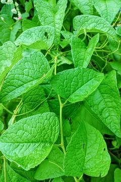 Leaf of Antigonon leptopus Photos
