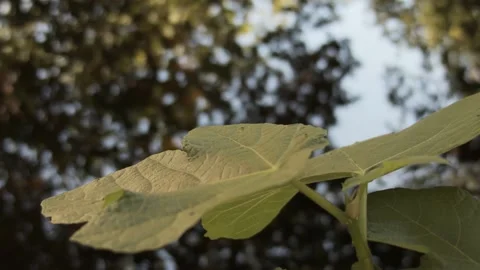 Leaf with ants and lake in the background Stock Footage 171175646