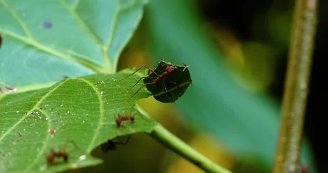 Leaf Ants Close-up Struggling Together Carrying Leaf Pieces In Lush Jungle Stock Footage 138178612