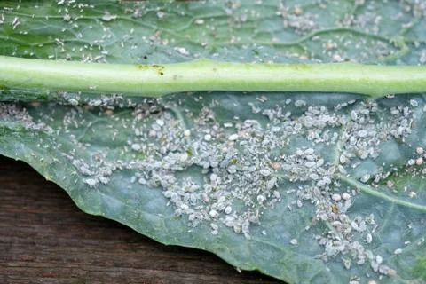 Leaf aphid on a green leaf. Small insect parasitizing on plants. Green leaf o Stock Photos