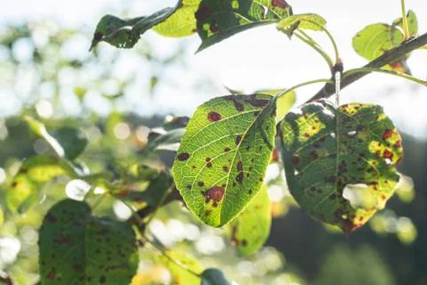 Leaf of an apple tree with black dots - frost damage Foto stock