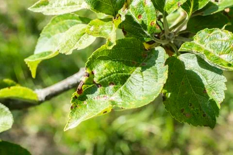Leaf of an apple tree with black dots - frost damage Stock-Fotos
