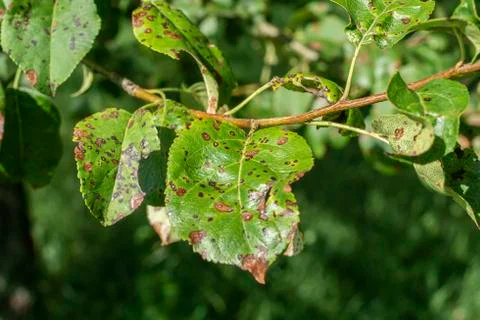 Leaf of an apple tree with black dots - frost damage Stock-Fotos