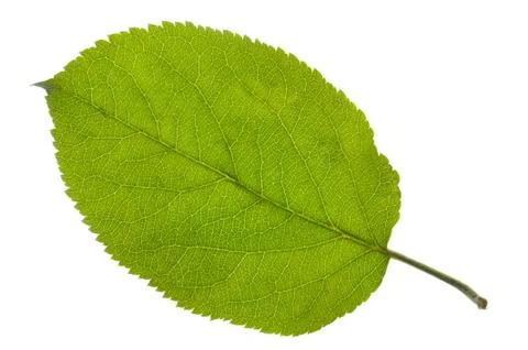 Leaf of apple tree Stock Photos
