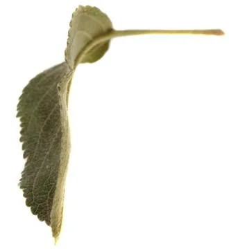Leaf from apple tree Foto stock