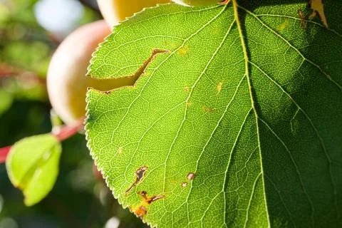 Leaf on an apricot tree in the evening sun Stock Photos