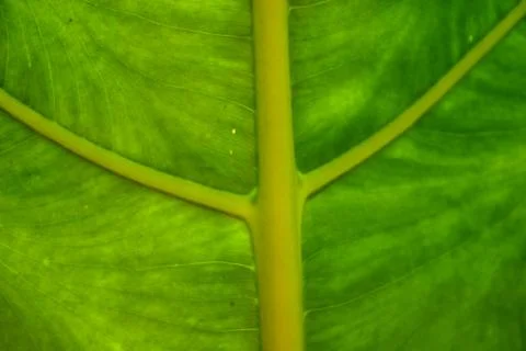 Leaf like arms Stock Photos