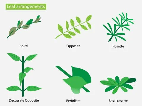 Leaf arrangement types, alternate leaf arrangement Illustrazione stock