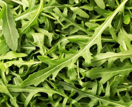 Leaf arugula salad, background. The view from the top. Stock Photos
