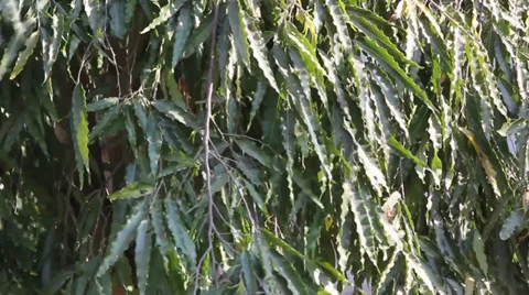 Leaf of asoka tree movement 動画素材 35297919