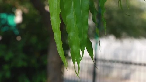 Leaf of Asoka  tree moving and blur garden Stock Footage 142414098