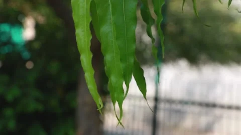 Leaf of Asoka  tree moving and blur garden Stock Footage 142414187