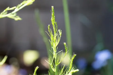 Leaf of asparagus Stock Photos