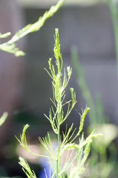 Leaf of asparagus Stock Photos