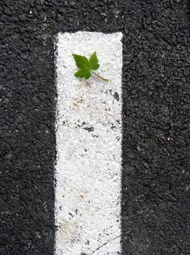 Leaf on asphalt Foto stock
