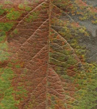Leaf autumn background Stock Photos