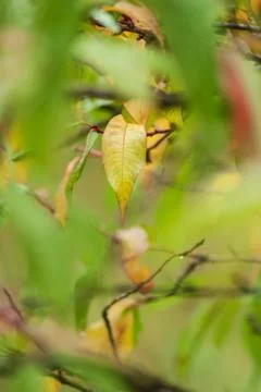 Leaf in autumn colors Stock Photos