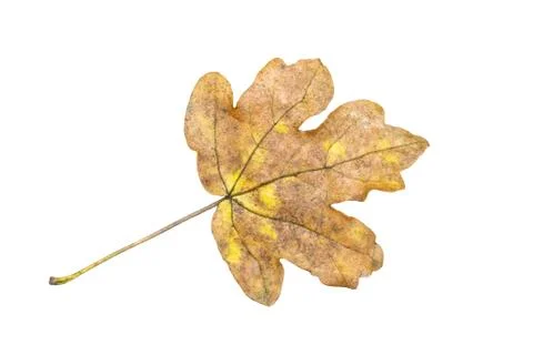 Leaf in autumn fall colour cut out and isolated Stockfoto's