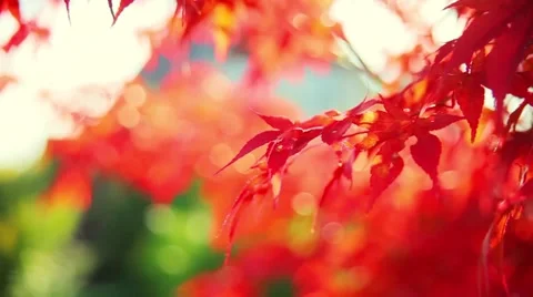 Leaf in autumn Stock Footage 45167348