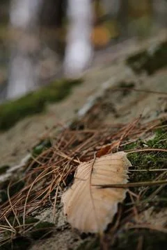 Leaf in an autumn forest Stock Photos