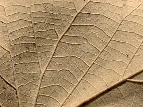 Leaf in autumn - macro view Фото