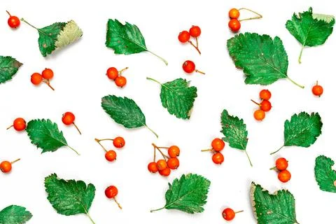Leaf autumn. Nature pattern: dry leaves, green leafs, orange fruits Rowans is Foto stock