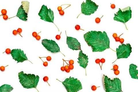 Leaf autumn. Nature pattern: dry leaves, green leafs, orange fruits Rowans is Stock Photos
