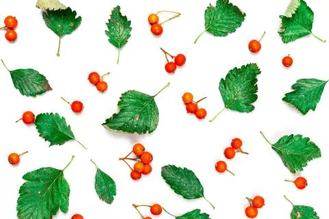 Leaf autumn. Nature pattern: dry leaves, green leafs, orange fruits Rowans is Foto stock